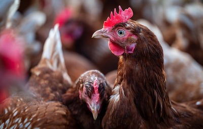 Uitbraak vogelgriep in Houthulst